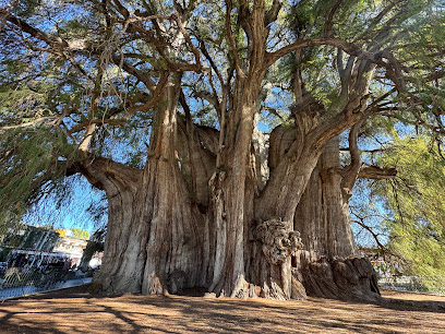 Árbol del Tule